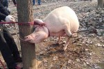 တ႐ုတ္ႏိုင္ငံတြင္ အသက္ ၂ ႏွစ္အရြယ္ ကေလးငယ္တစ္ဦး ၀က္ကုိက္ခံရ၍ ေသဆံုး