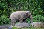 FILE - In this Oct. 2, 2018 file photo, Bronx Zoo elephant "Happy" strolls inside the zoo's Asia Habitat in New York. A legal fight to release Happy the elephant from the Bronx Zoo after 45 years s being argued before New York???s highest court. The state Court of Appeals is hearing arguments over whether Happy can be released through a habeas corpus proceeding, which allows people to challenge illegal confinement. (AP Photo/Bebeto Matthews, File)