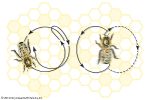 ပ်ားအက (Honey Bee Dance)
