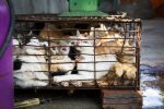 Vietnam, Hanoi | 2019 05 19 | Investigation into the Cat Meat Trade in Da Nang, Vietnam. Cats in cages before being sold, killed and cooked.