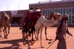 ဆော်ဒီတွင် ကျင်းပသည့် ကုလားအုတ်အလှပြိုင်ပွဲတွင် အီရတ်နိုင်ငံက ဗိုလ်စွဲ