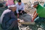 နှစ်သန်း ၇၀ က ရေချိုလိပ် ရုပ်ကြွင်းတစ်ခု အီဂျစ်တွင် တွေ့ရှိ