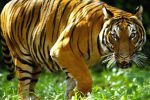 မလေးရှားမြောက်ပိုင်းတွင် ကျားများ သောင်းကျန်းလာသည့်အတွက် စိုးရိမ်မှု မြင့်တက်